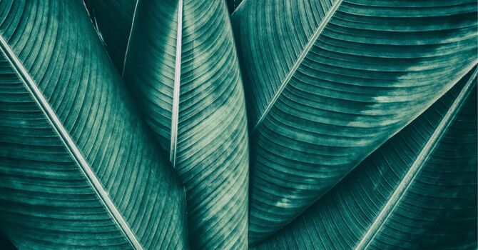 MEDICAL DIRECTOR SERVICES